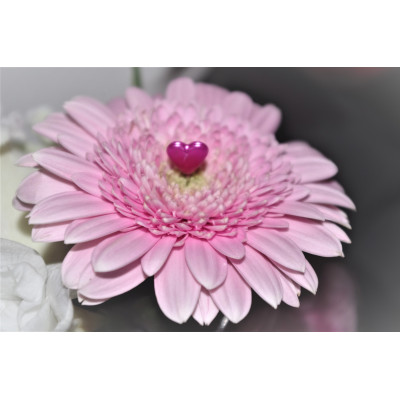 Gerbera roos met hartje