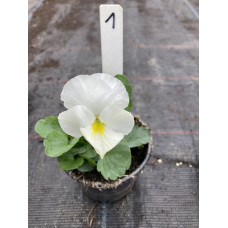 viool groot bloemig1