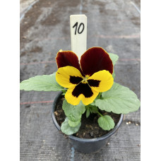 viool groot bloemig10