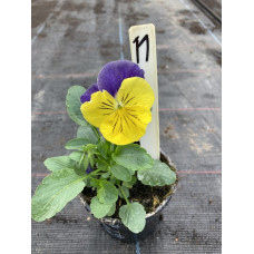 viool groot bloemig11