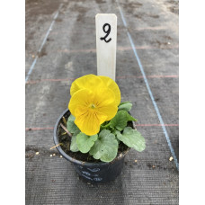 viool groot bloemig2