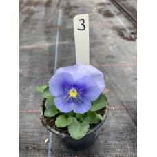 viool groot bloemig3