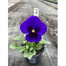 viool groot bloemig7