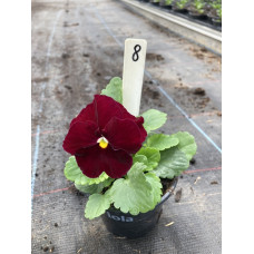 viool groot bloemig8