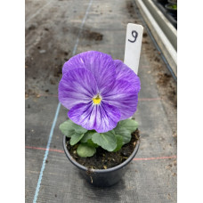 viool groot bloemig9