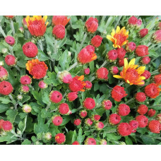 Chrysanten 