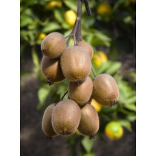 Actinidia delciosioa Jenny