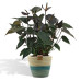  Anthurium andreanum Black Love + mand