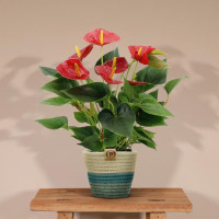  Anthurium andreanum Diamond Red + mand