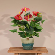  Anthurium andreanum Diamond Red + mand