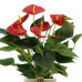  Anthurium andreanum Diamond Red + mand