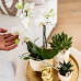 Gift set Luxury Living | Plantenset met witte Phalaenopsis Orchidee en Succulenten incl. keramieken sierpotten