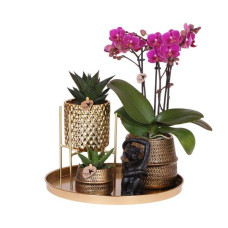 set Hotel Chic| Plantenset met paarse Phalaenopsis Orchidee en Succulenten incl. keramieken sierpotten