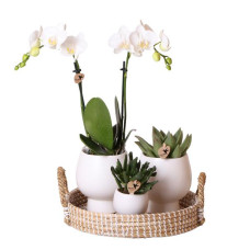 Gift set Scandic white | Plantenset met witte Phalaenopsis Orchidee en Succulenten incl. keramieken sierpotten