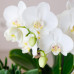 Gift set Luxury Living | Plantenset met witte Phalaenopsis Orchidee en Succulenten incl. keramieken sierpotten