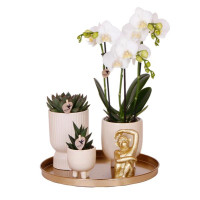 Gift set Luxury Living | Plantenset met witte Phalaenopsis Orchidee en Succulenten incl. keramieken sierpotten