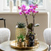 set Hotel Chic| Plantenset met paarse Phalaenopsis Orchidee en Succulenten incl. keramieken sierpotten