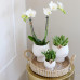 Gift set Scandic white | Plantenset met witte Phalaenopsis Orchidee en Succulenten incl. keramieken sierpotten